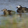 Hoholka ledni - Clangula hyemalis - Long-tailed Duck 8259